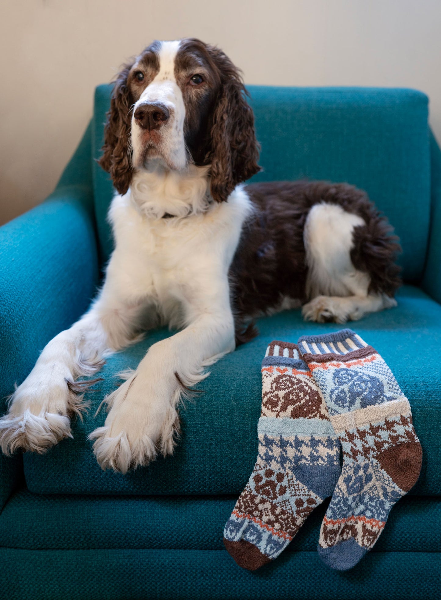 クルーソックス ドッグ